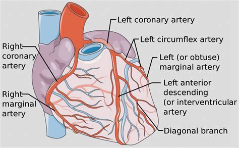 coronary artery distribution box|Right coronary artery: Anatomy, branches, supply.